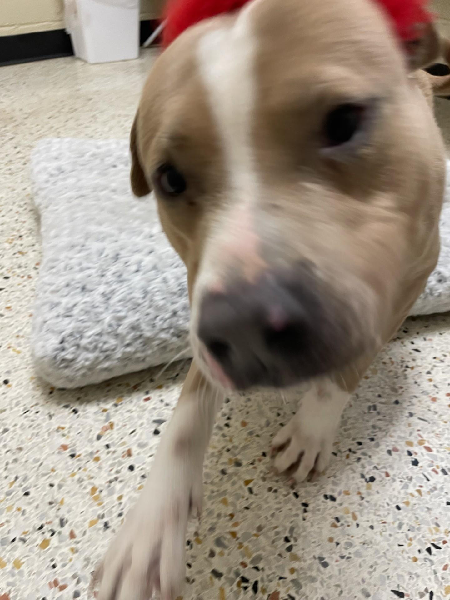 Enlarge Cedar6534, a ADOPTABLE mixed breed in Rocky Mount, NC image 2/4