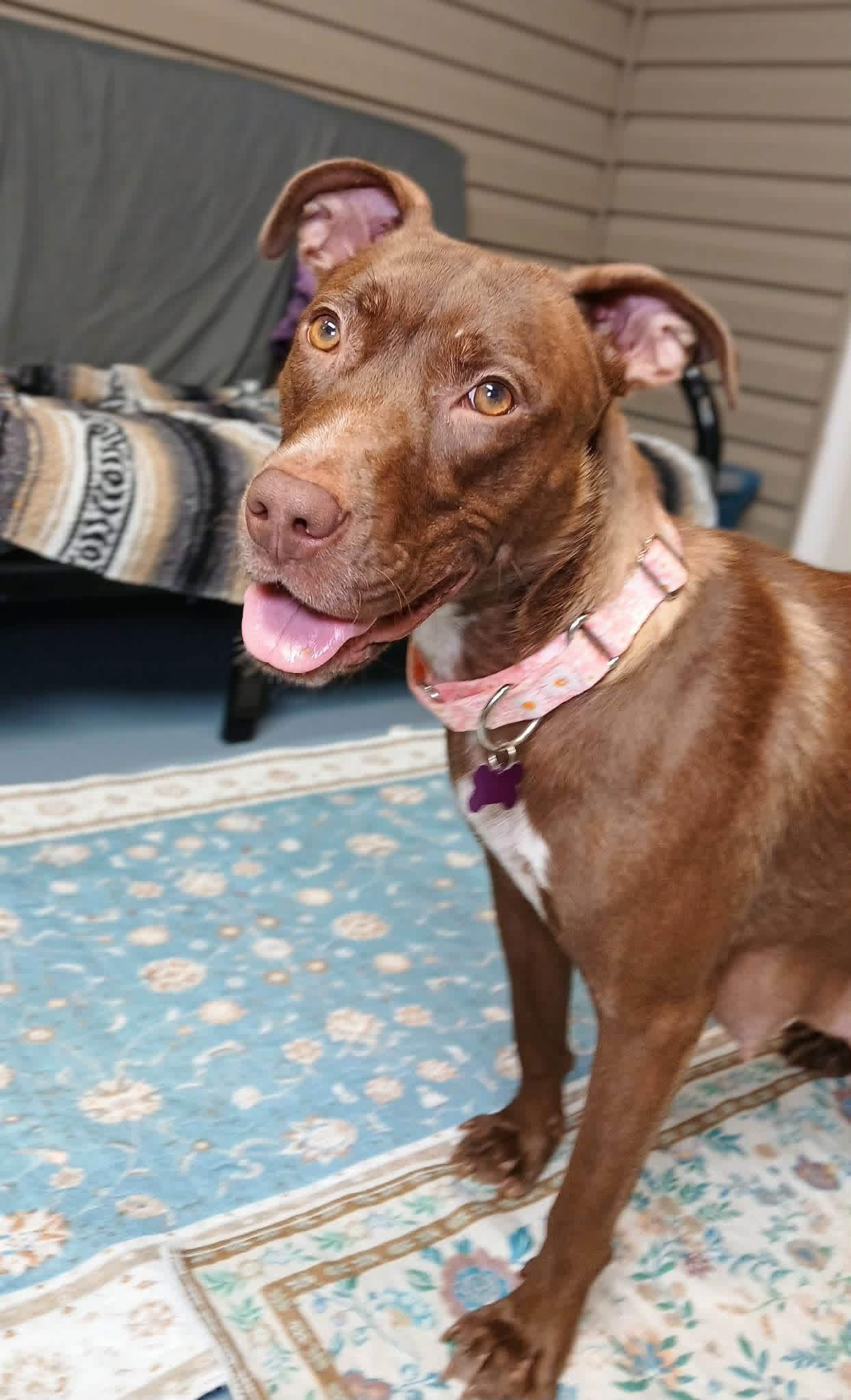 Enlarge Haven, a Adoptable mixed breed in O'Fallon, MO image 5/6