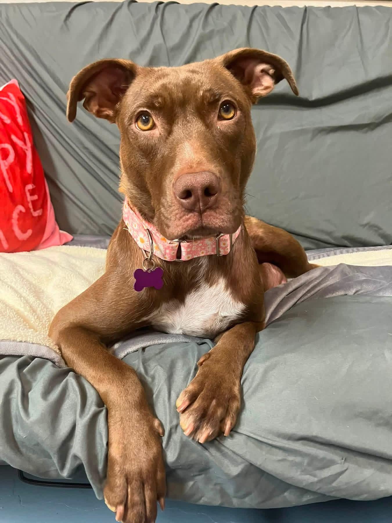 Enlarge Haven, a Adoptable mixed breed in O'Fallon, MO image 1/6