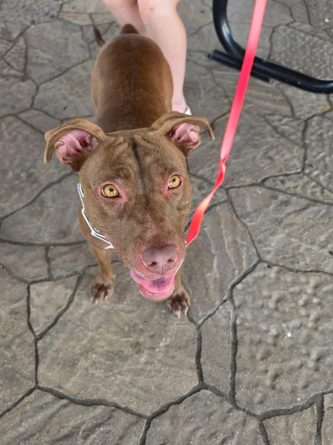 Enlarge Haven, a Adoptable mixed breed in O'Fallon, MO image 3/6