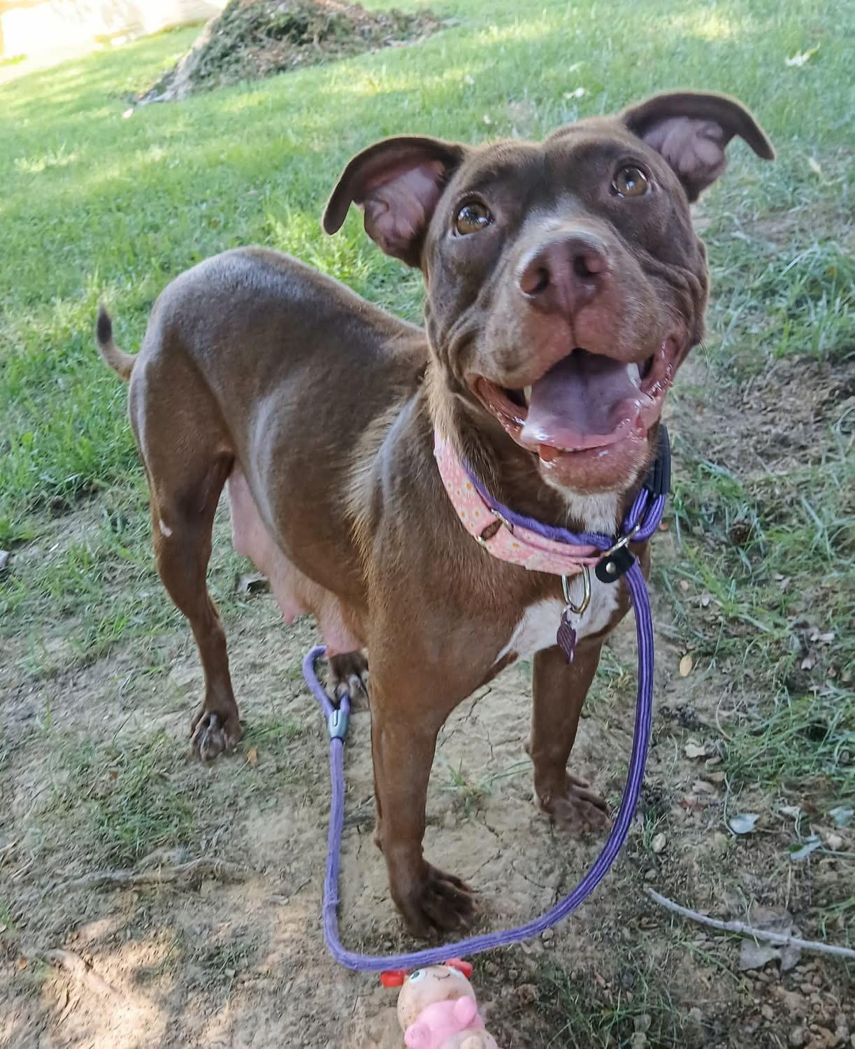 Enlarge Haven, a Adoptable mixed breed in O'Fallon, MO image 2/6