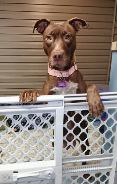 Enlarge Haven, a Adoptable mixed breed in O'Fallon, MO image 4/6