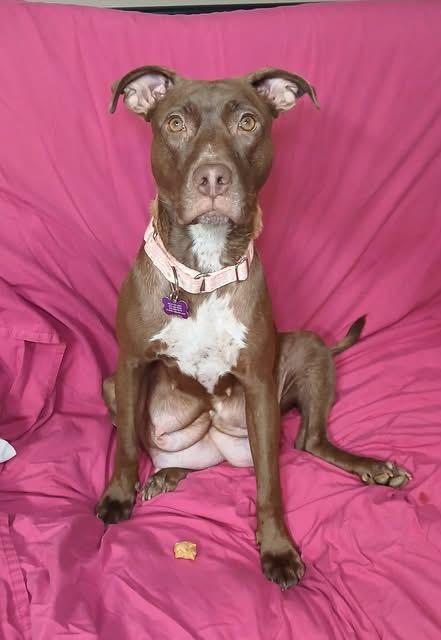 Enlarge Haven, a Adoptable mixed breed in O'Fallon, MO image 6/6