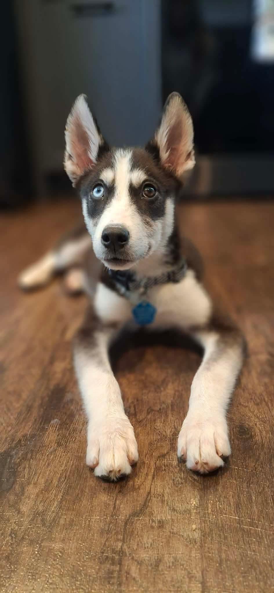 Merlin, Adopted, Young Male Siberian Husky.