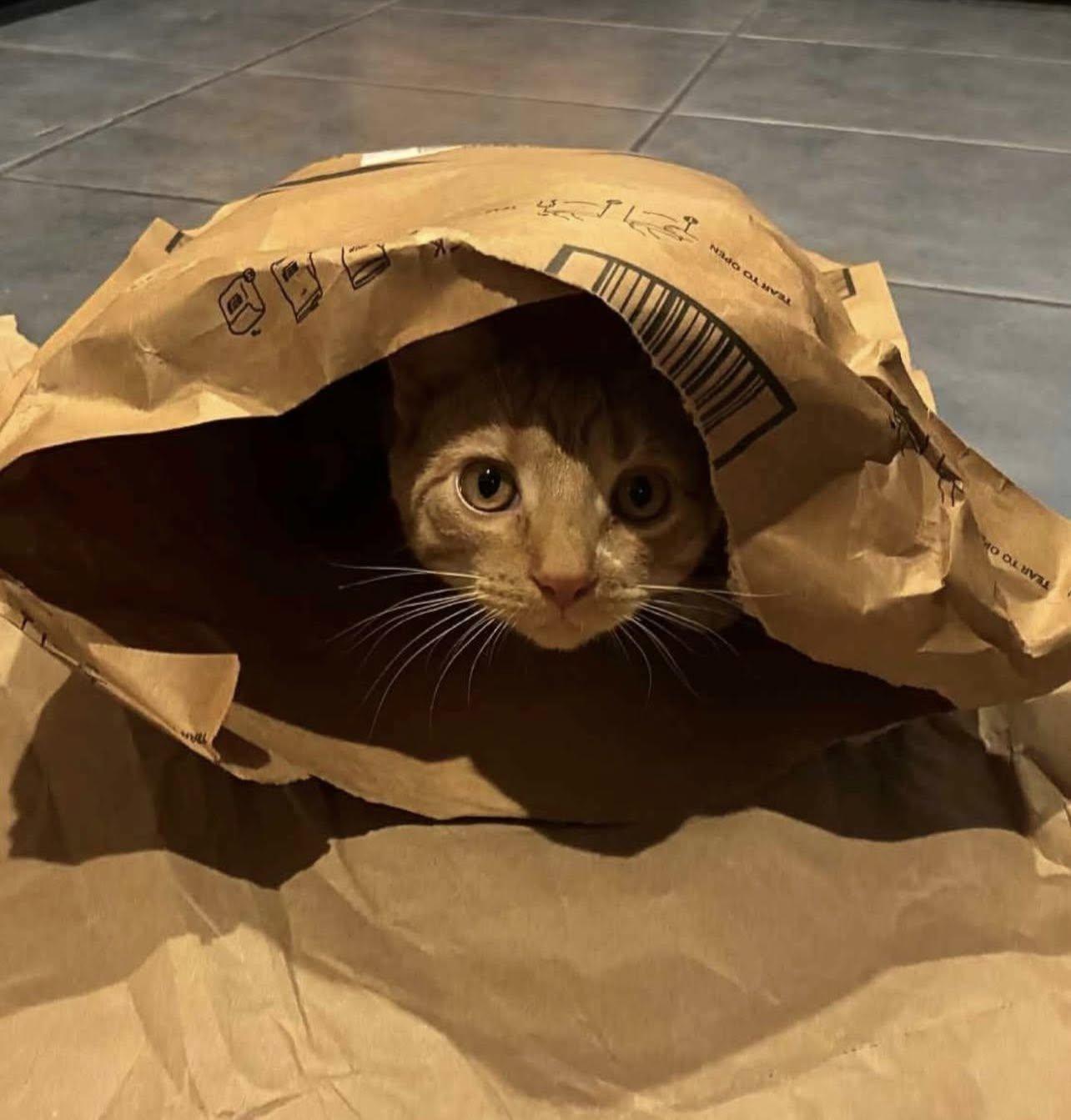 Enlarge LARRY, a Adoptable Domestic Short Hair in Millerstown, PA image 3/6