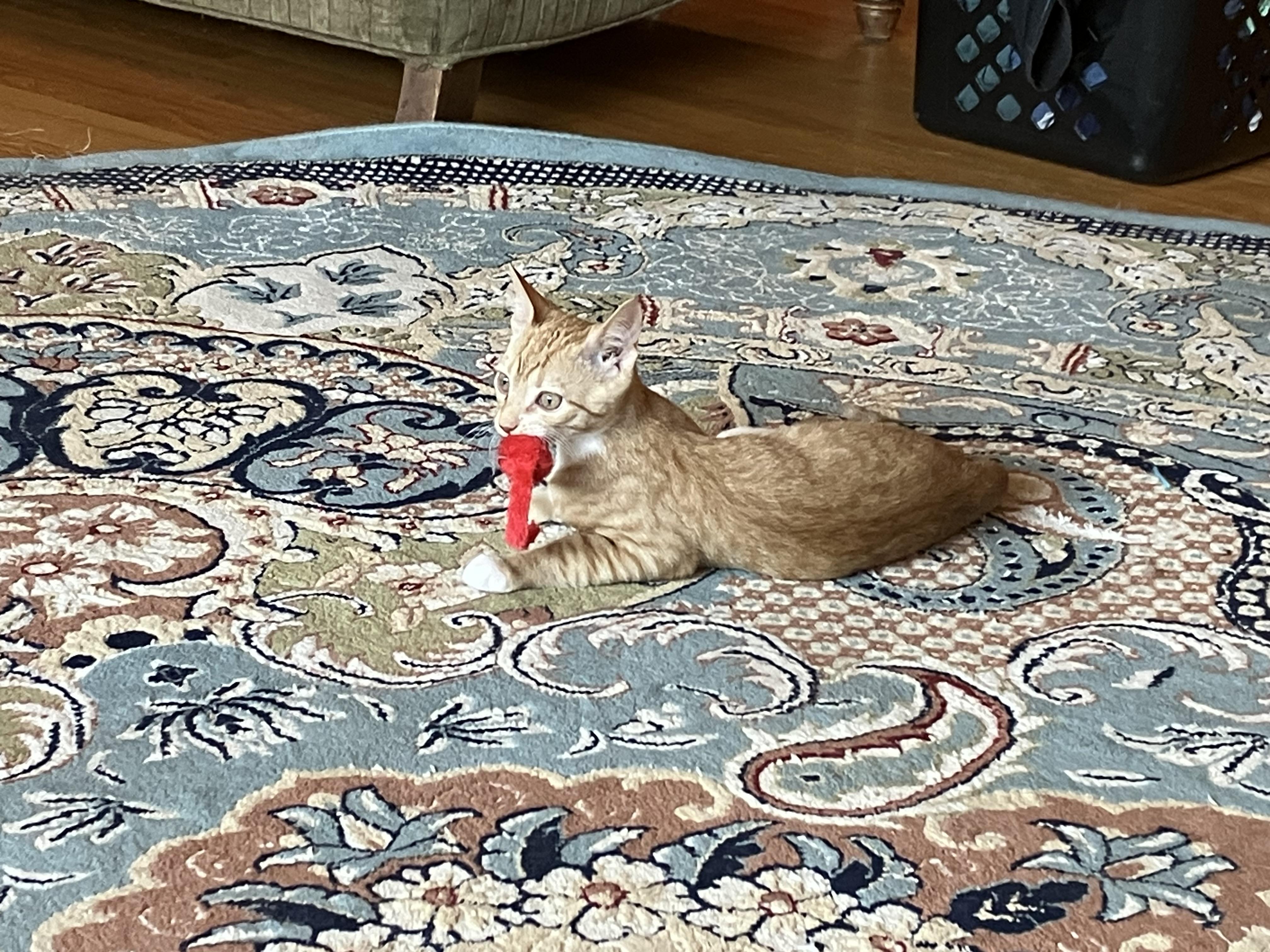 Enlarge LARRY, a Adoptable Domestic Short Hair in Millerstown, PA image 6/6