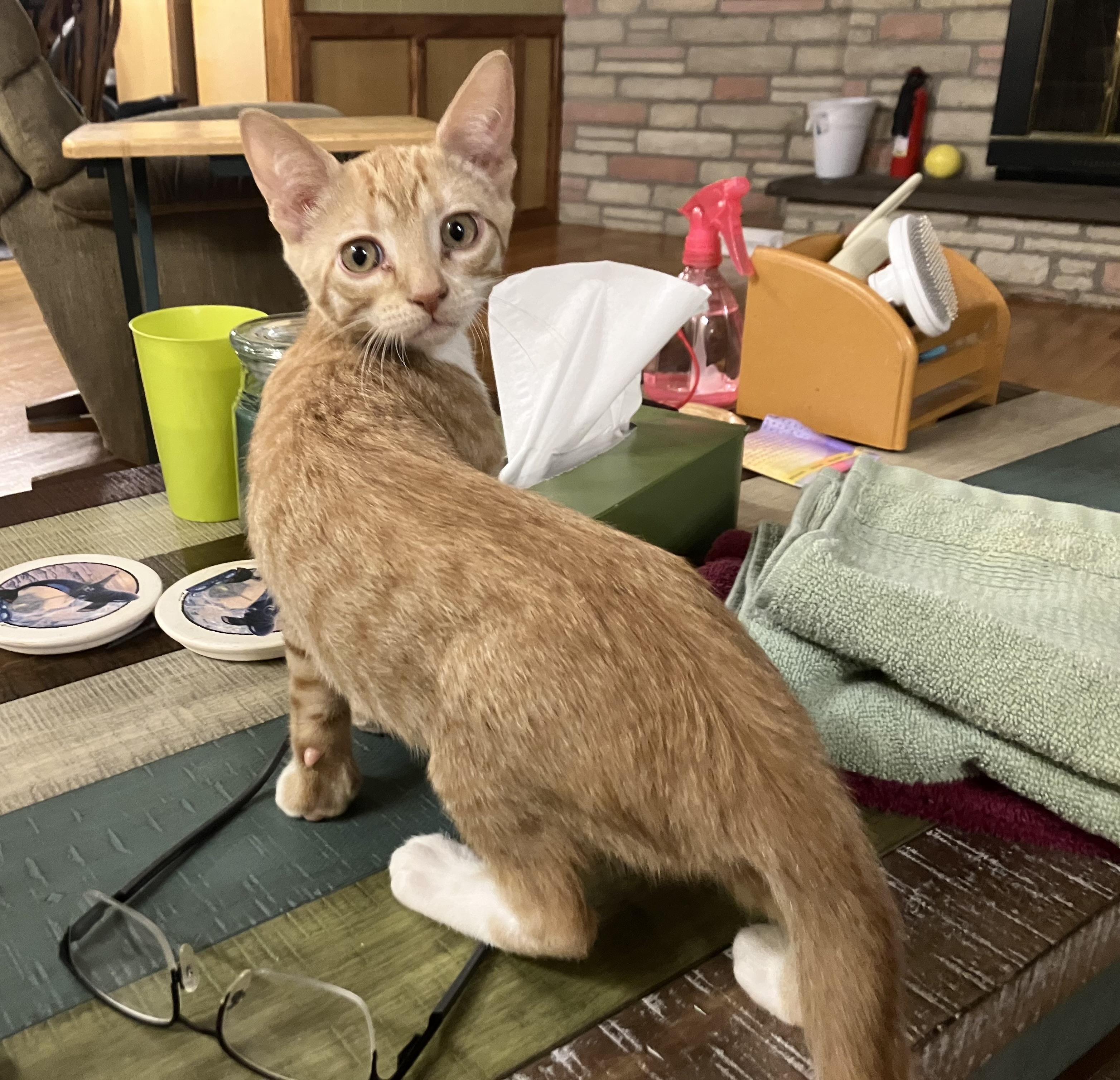 Enlarge LARRY, a Adoptable Domestic Short Hair in Millerstown, PA image 2/6