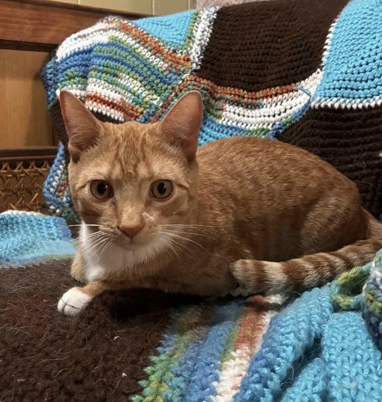 LARRY, Adoptable, Young Male Domestic Short Hair.