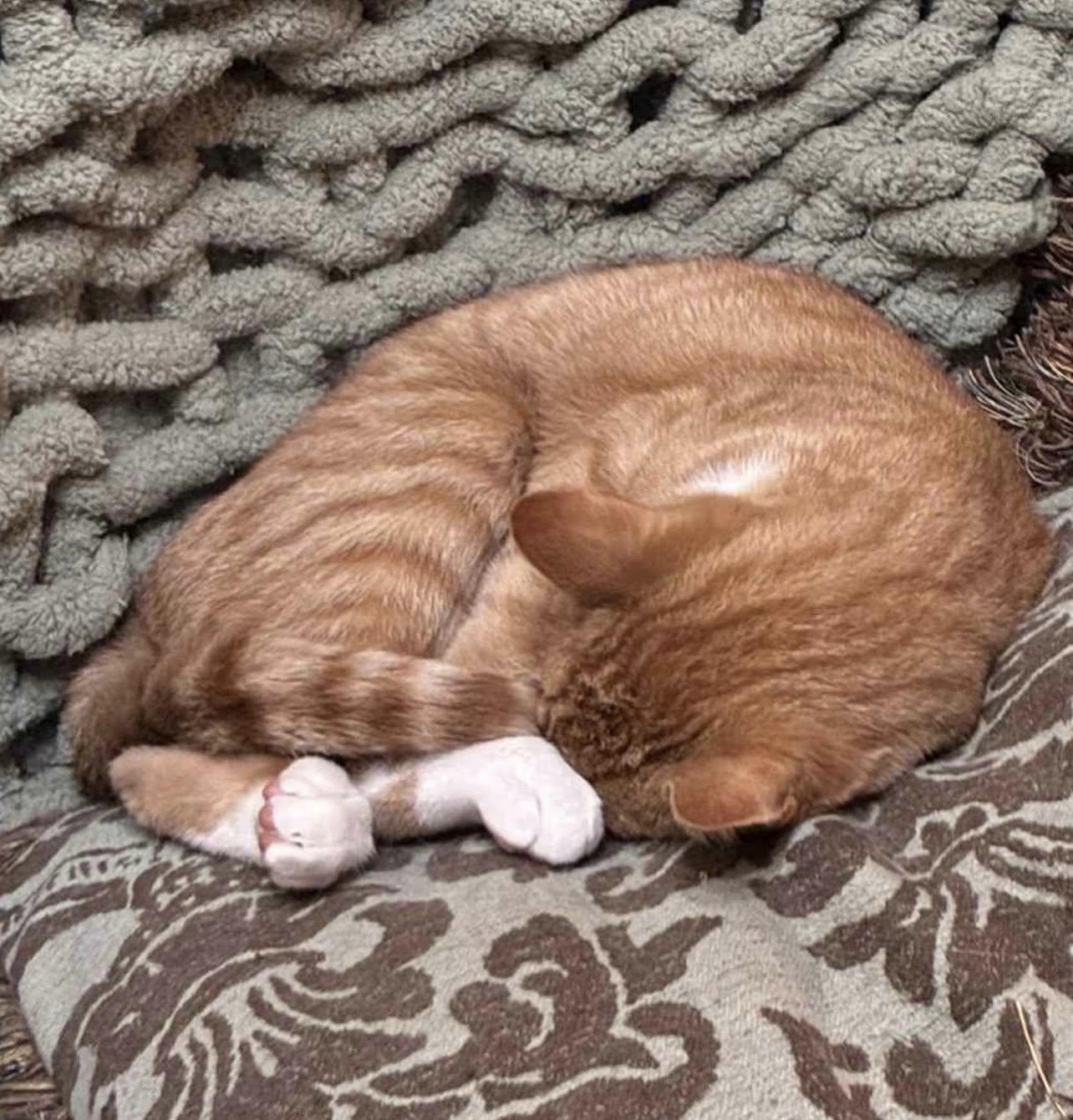 Enlarge LARRY, a Adoptable Domestic Short Hair in Millerstown, PA image 4/6