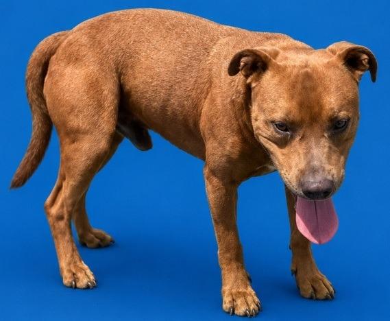 Enlarge Hector, a Adoptable Pit Bull Terrier in Wauchula, FL image 1/1