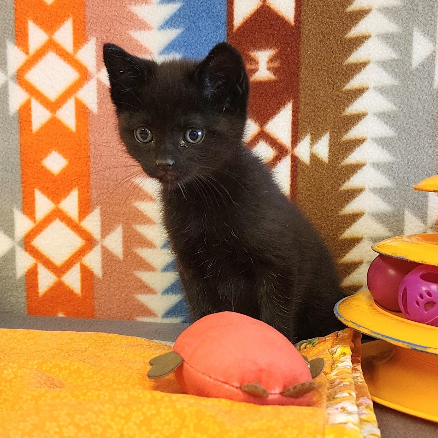 Squid, ADOPTABLE, Young Male Domestic Medium Hair.