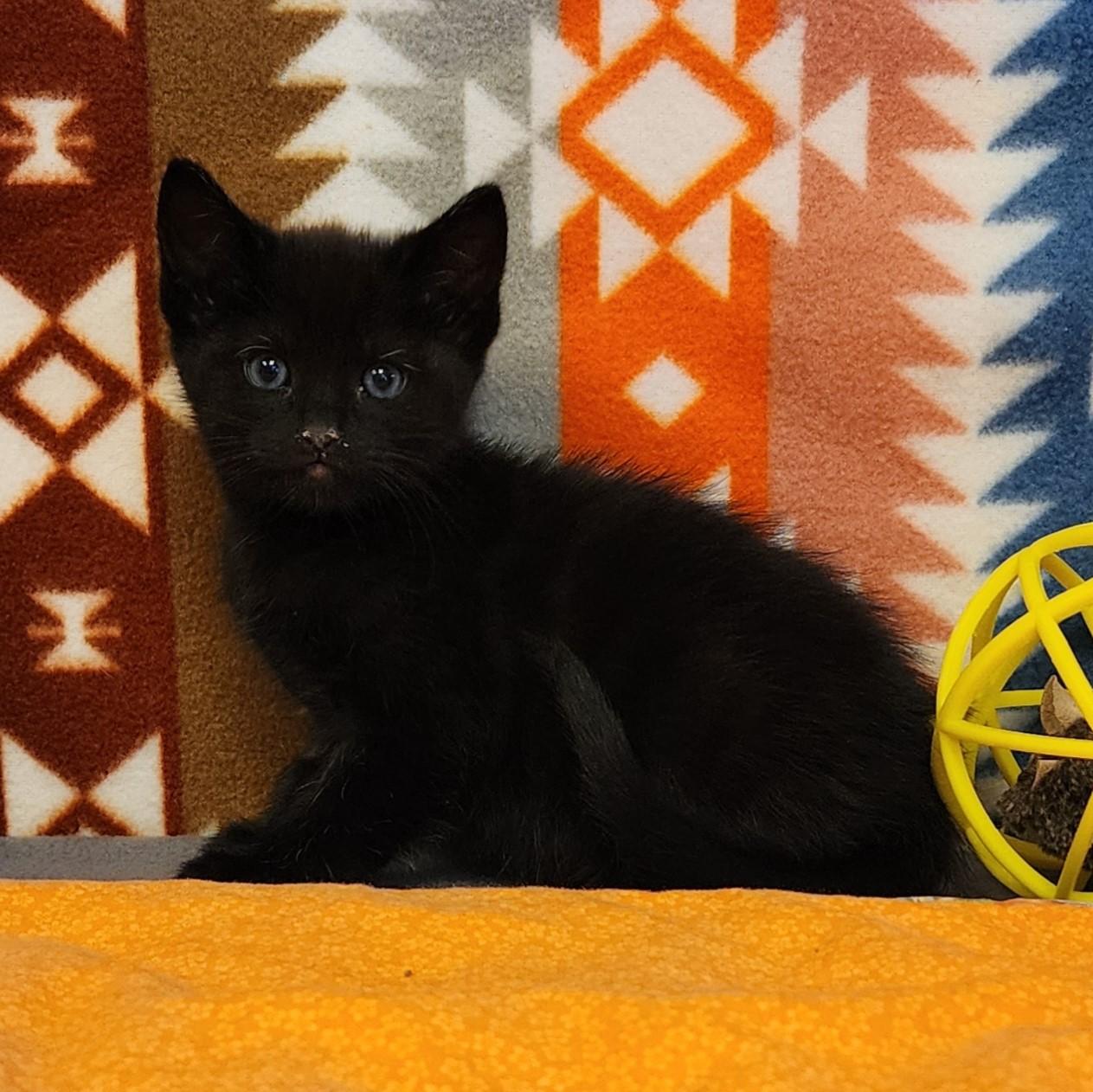 Enlarge Squid, a ADOPTABLE mixed breed in ALPINE, TX image 4/6