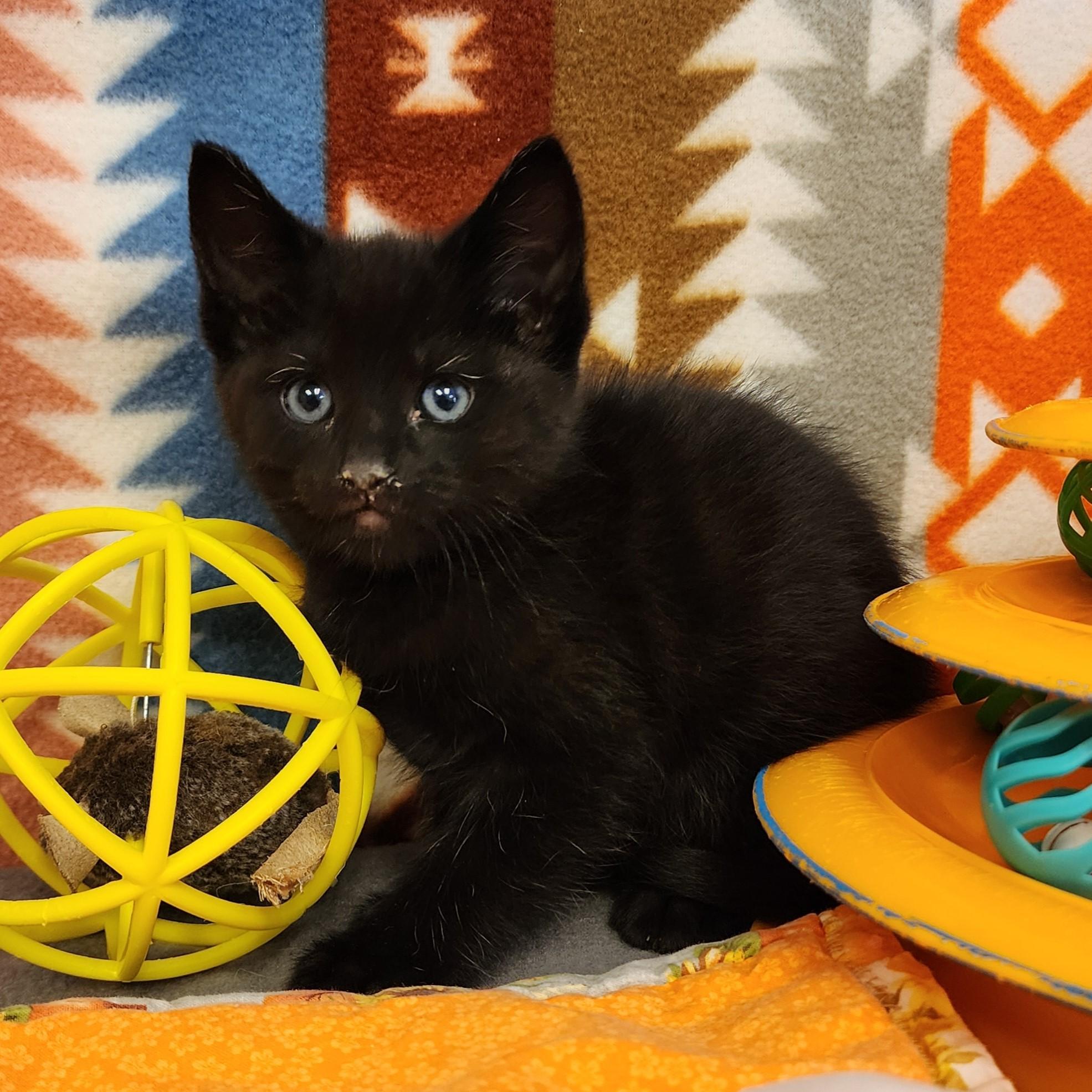 Enlarge Squid, a ADOPTABLE mixed breed in ALPINE, TX image 2/6