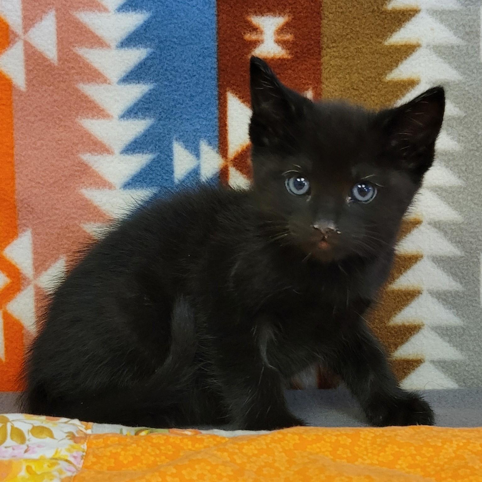 Enlarge Squid, a ADOPTABLE mixed breed in ALPINE, TX image 6/6
