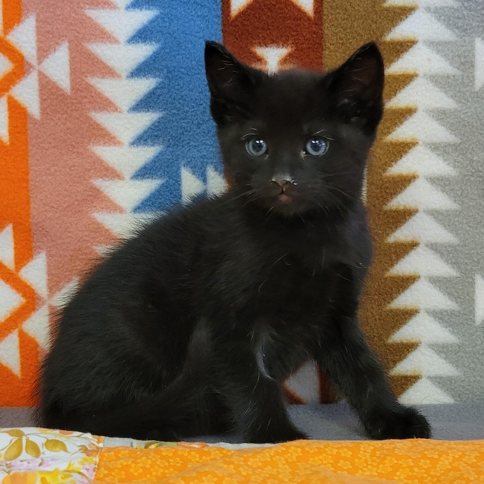 Enlarge Squid, a ADOPTABLE mixed breed in ALPINE, TX image 5/6