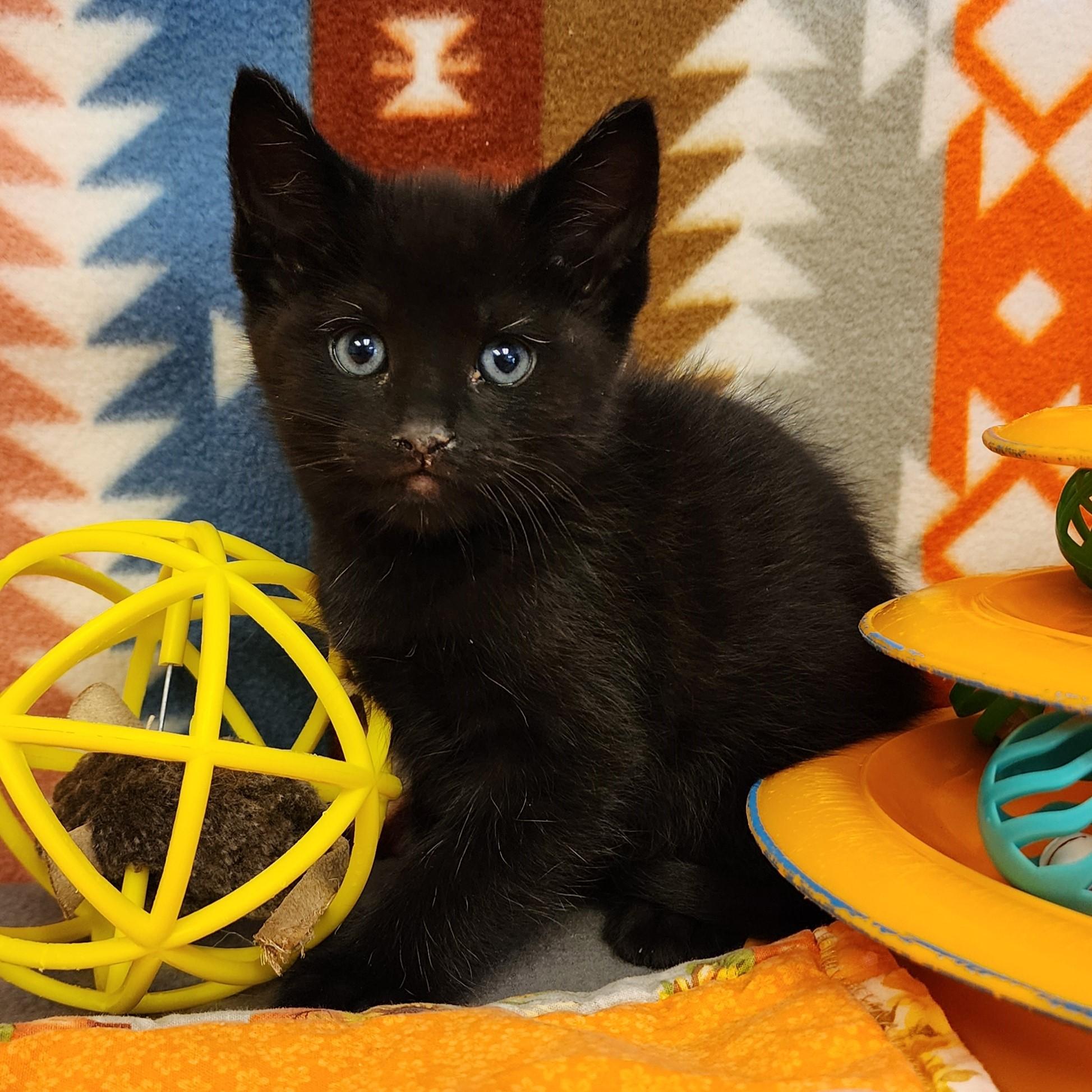 Enlarge Squid, a ADOPTABLE mixed breed in ALPINE, TX image 3/6