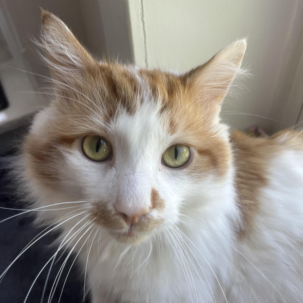 Enlarge Koi, a Adoptable Domestic Long Hair in Chicago, IL image 1/4