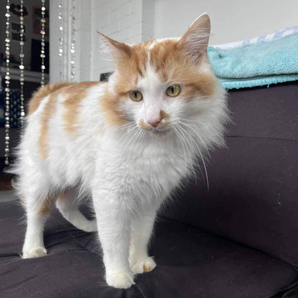 Enlarge Koi, a Adoptable Domestic Long Hair in Chicago, IL image 2/4
