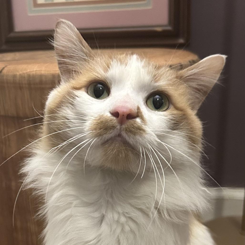 Enlarge Koi, a Adoptable Domestic Long Hair in Chicago, IL image 1/3