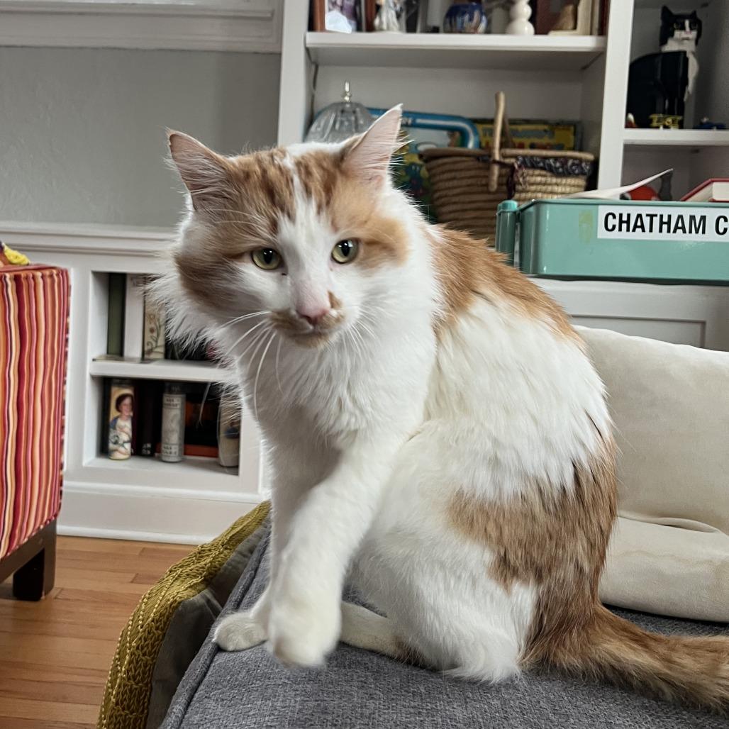 Enlarge Koi, a Adoptable Domestic Long Hair in Chicago, IL image 2/3