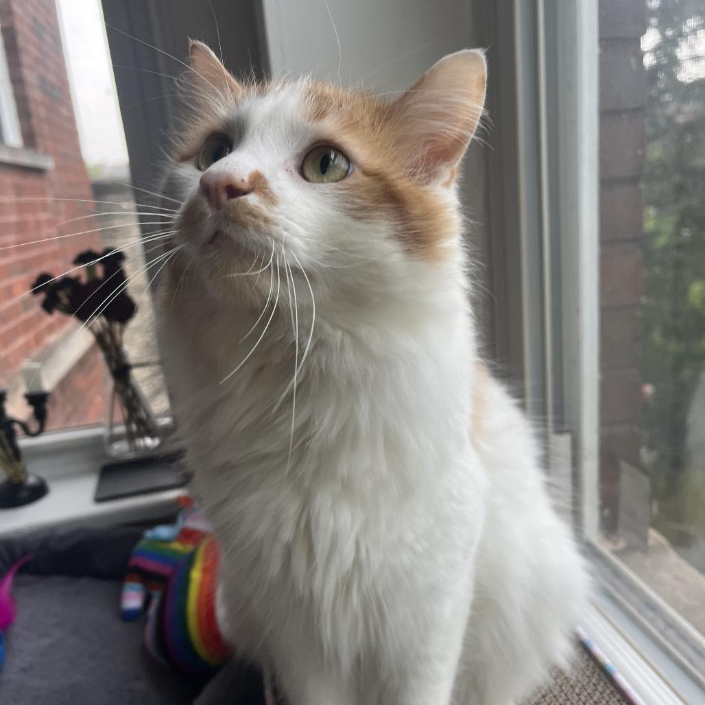 Enlarge Koi, a Adoptable Domestic Long Hair in Chicago, IL image 3/4