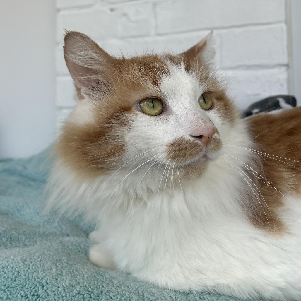 Enlarge Koi, a Adoptable Domestic Long Hair in Chicago, IL image 4/4