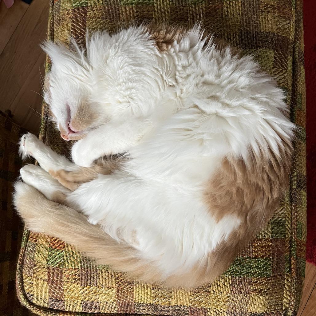 Enlarge Koi, a Adoptable Domestic Long Hair in Chicago, IL image 3/3
