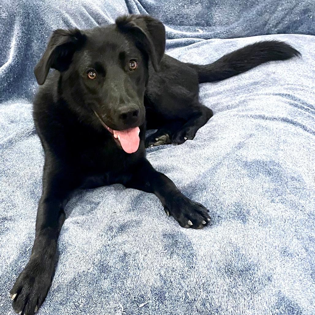 Harper, Adoptable, Young Female Black Labrador Retriever & Shepherd.