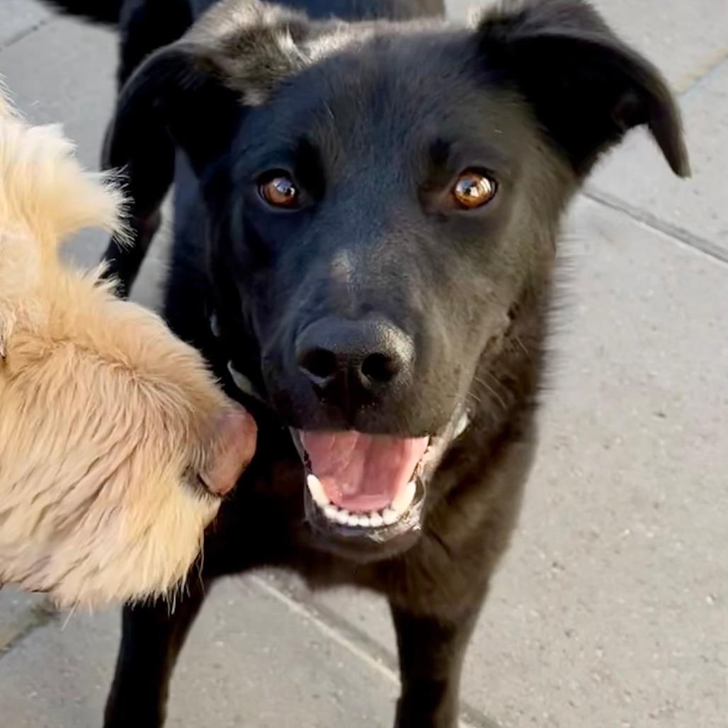 Enlarge Harper, a Adoptable mixed breed in TONASKET, WA image 2/4