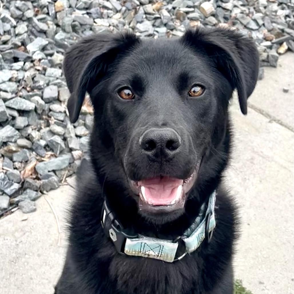 Enlarge Harper, a Adoptable mixed breed in TONASKET, WA image 3/4