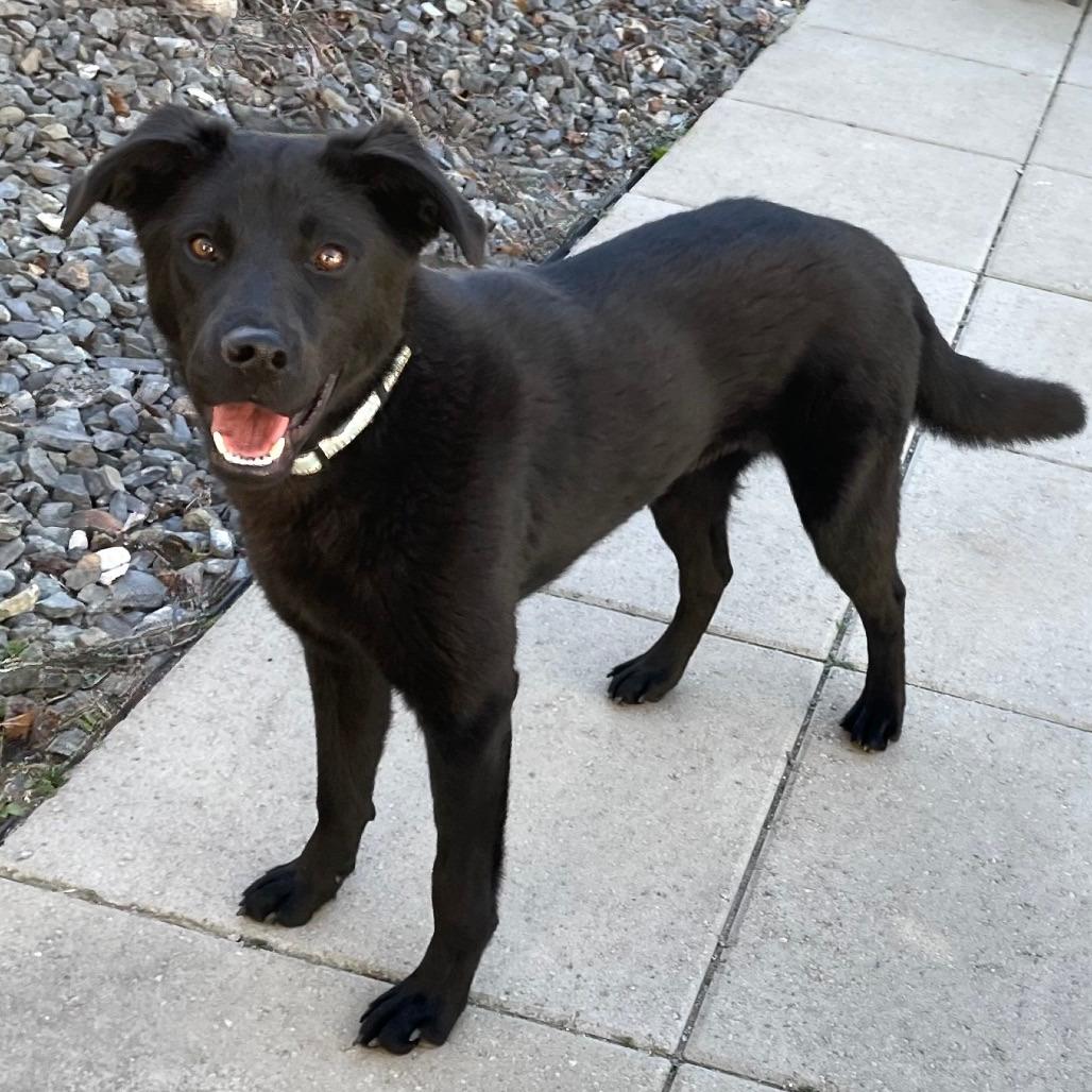 Enlarge Harper, a Adoptable mixed breed in TONASKET, WA image 4/4
