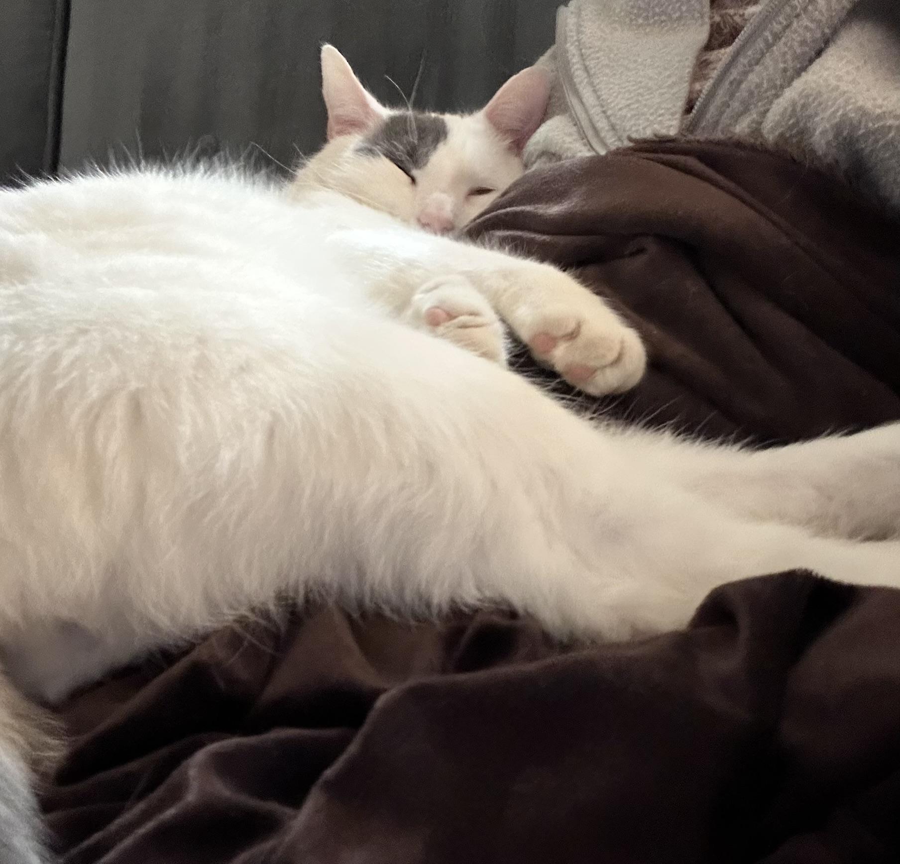 Enlarge Patch, a ADOPTABLE Domestic Short Hair in Allentown, PA image 2/6