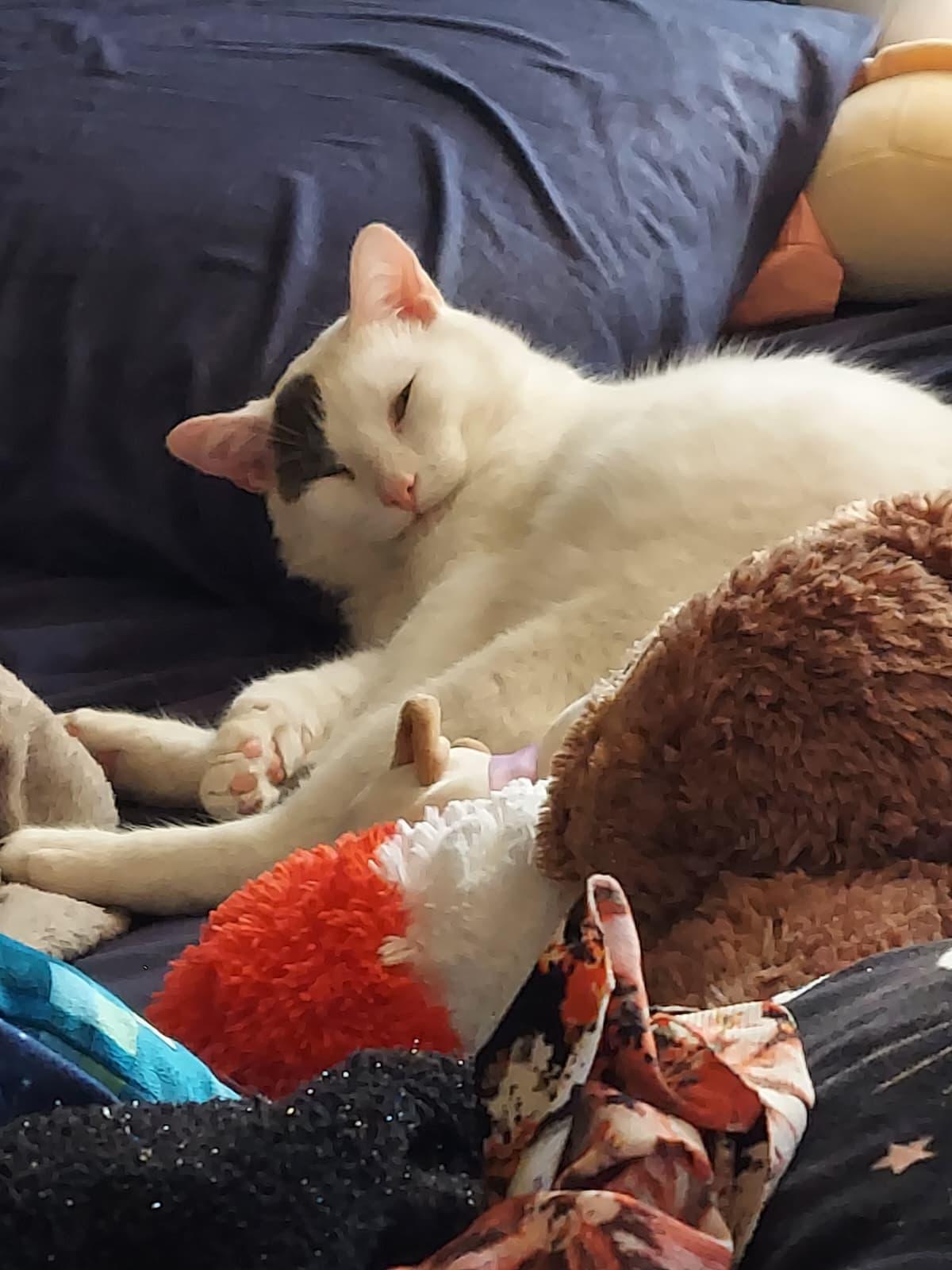 Enlarge Patch, a ADOPTABLE Domestic Short Hair in Allentown, PA image 3/6