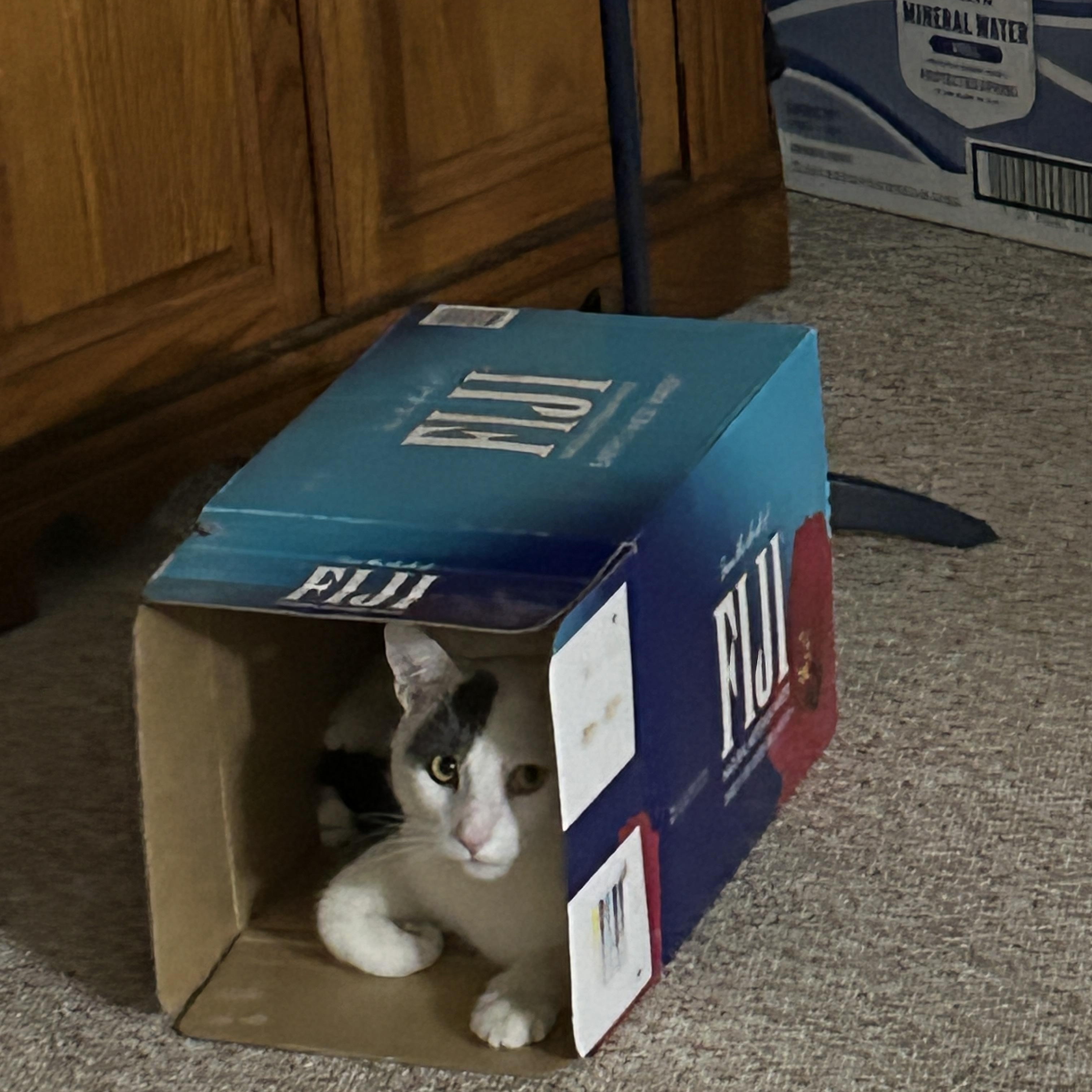 Enlarge Patch, a ADOPTABLE Domestic Short Hair in Allentown, PA image 5/6