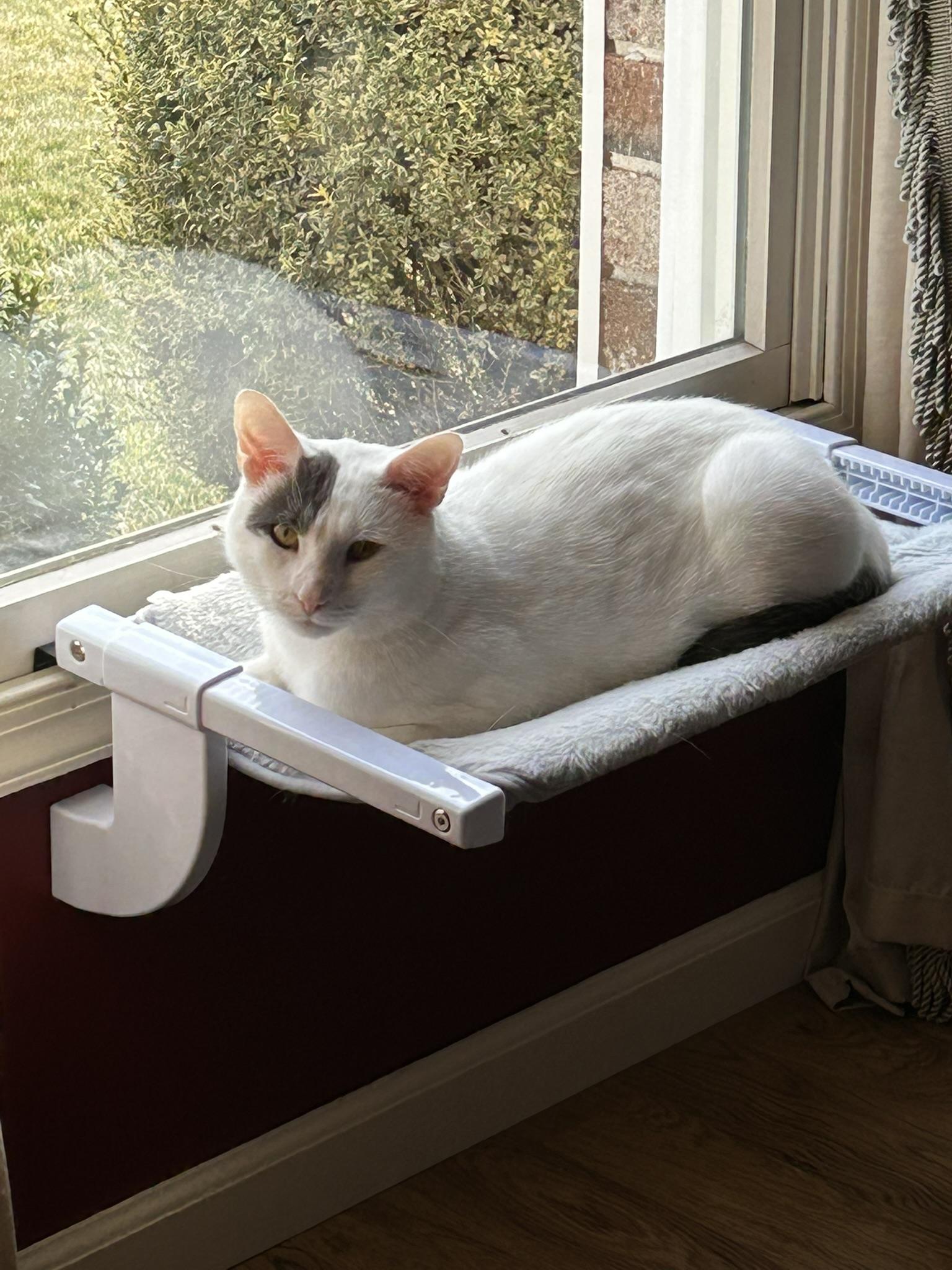 Enlarge Patch, a ADOPTABLE Domestic Short Hair in Allentown, PA image 1/6