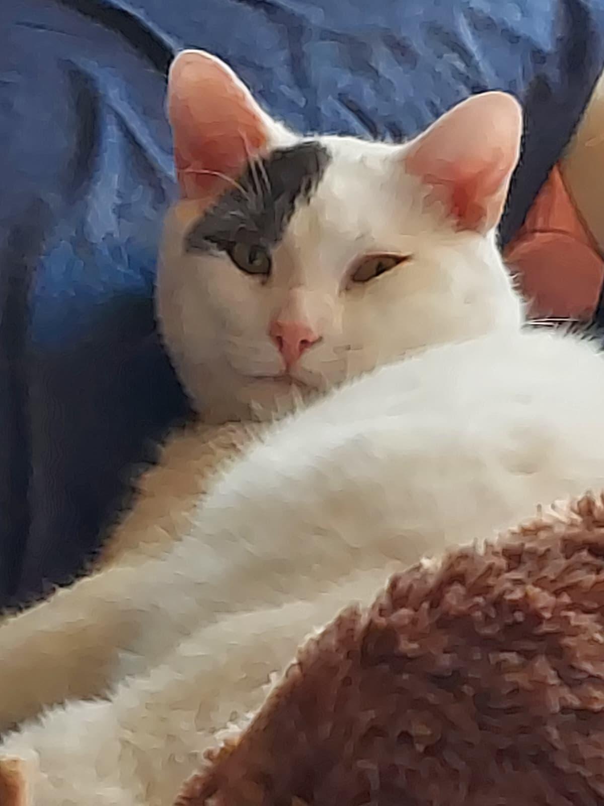 Enlarge Patch, a ADOPTABLE Domestic Short Hair in Allentown, PA image 2/6