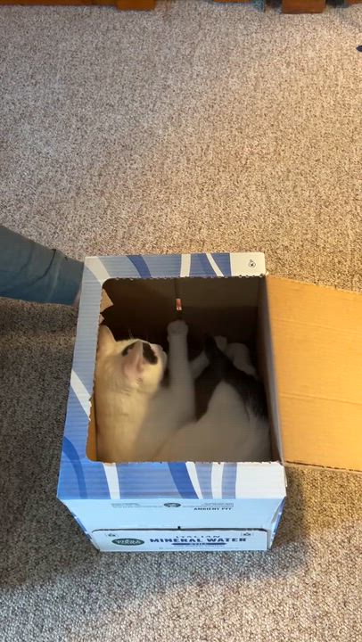 Enlarge Patch, a ADOPTABLE Domestic Short Hair in Allentown, PA video 6/6