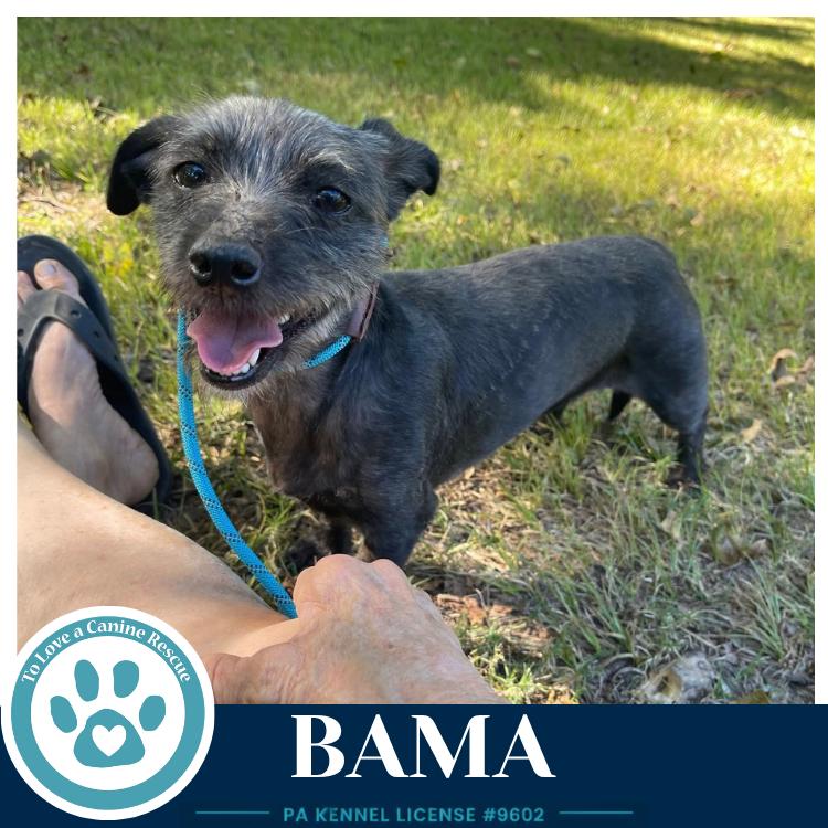 Enlarge Bama 100326, a Adoptable mixed breed in Kimberton, PA image 1/2