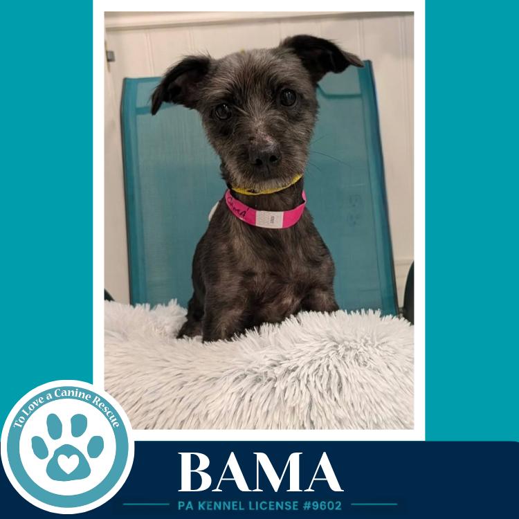 Enlarge Bama 100326, a Adoptable mixed breed in Kimberton, PA image 2/2