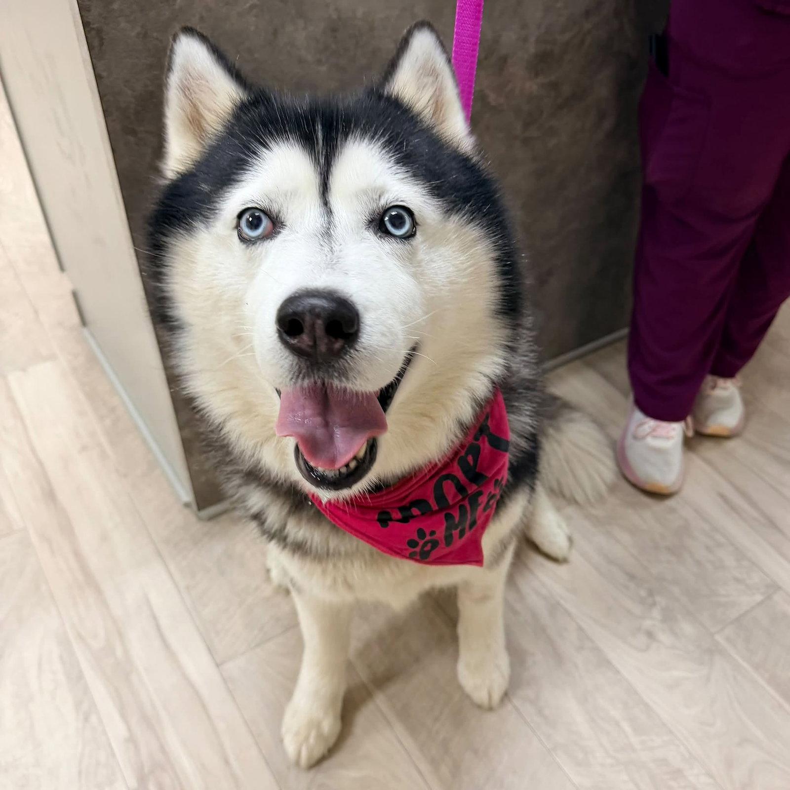 Rocket *Foster Needed*, Adoptable, Adult Female Siberian Husky.