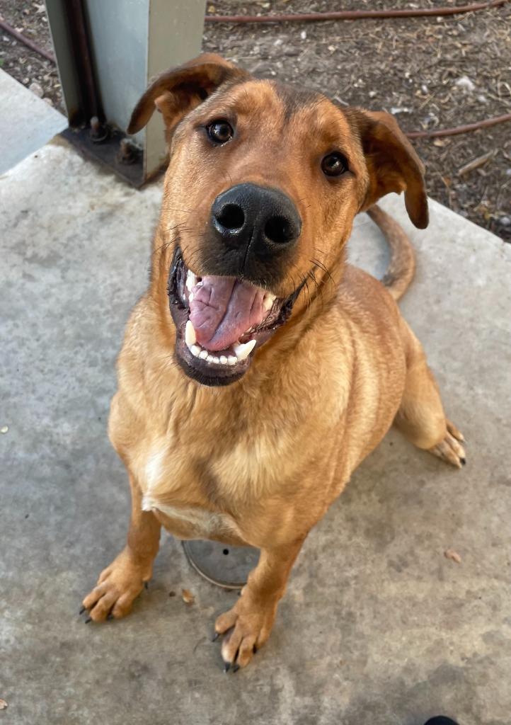 Enlarge Rudolph, a Adoptable Shepherd in Little Elm, TX image 1/1