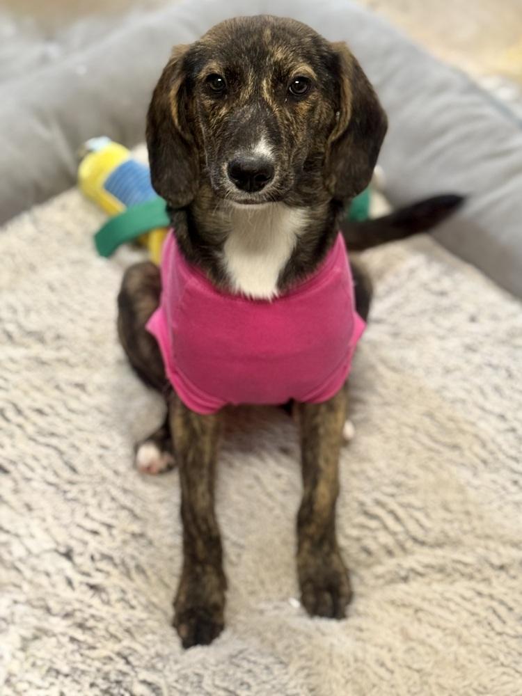 Enlarge Tasha Talbot, a Adoptable mixed breed in Boston, MA image 1/6