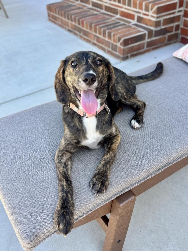 Enlarge Tasha Talbot, a Adoptable mixed breed in Boston, MA image 2/6