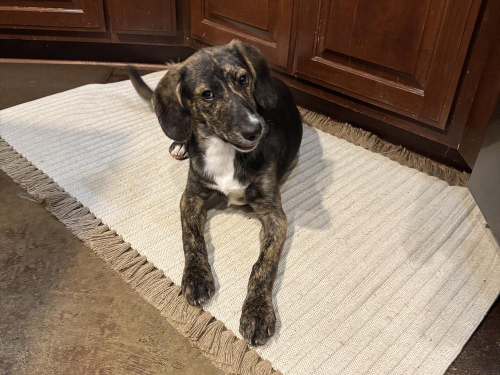 Enlarge Tasha Talbot, a Adoptable mixed breed in Boston, MA image 3/6