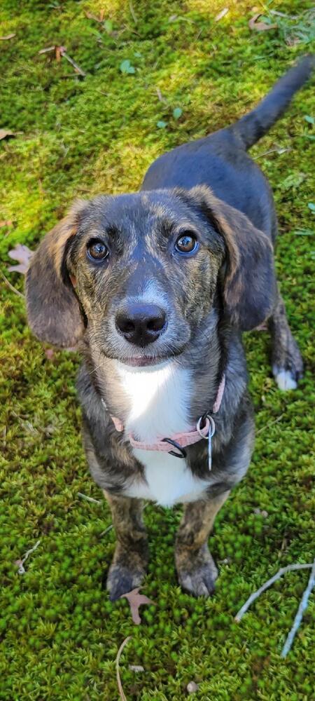 Enlarge Tasha Talbot, a Adoptable mixed breed in Boston, MA image 4/6