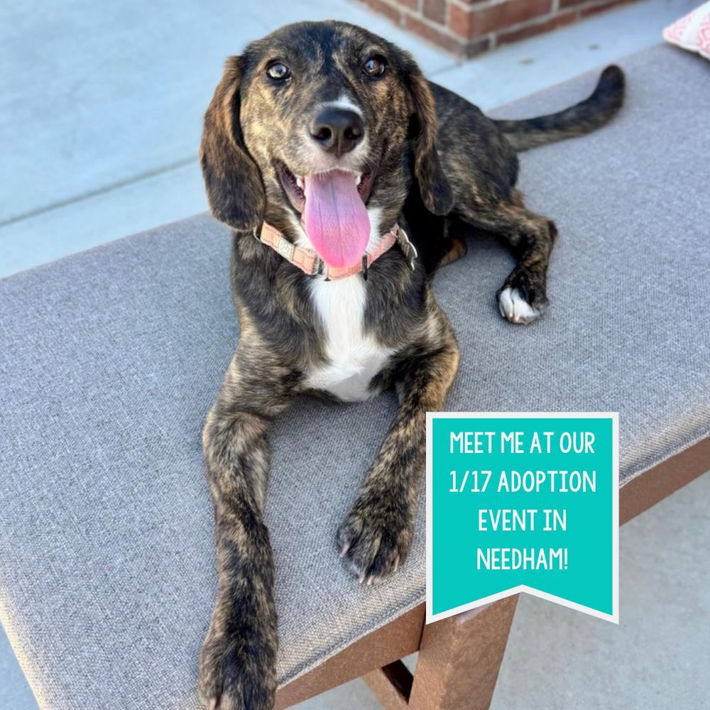 Enlarge Tasha Talbot, a Adoptable mixed breed in Boston, MA image 5/6