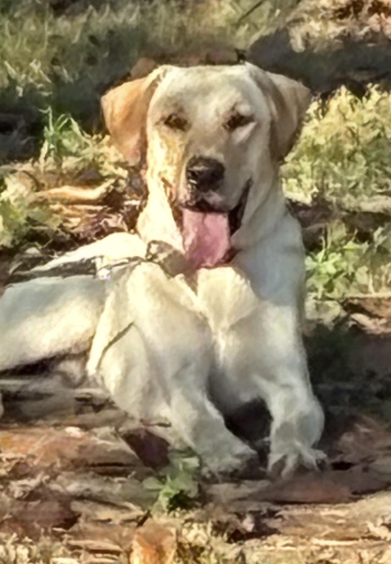 Enlarge Marshall-Courtesy post, a ADOPTABLE mixed breed in Mashpee, MA image 1/2