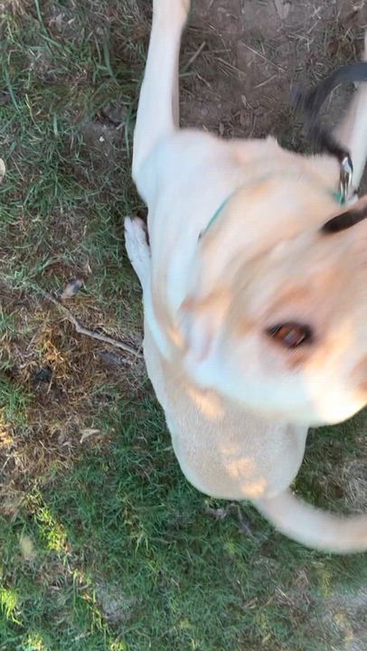 Enlarge Marshall-Courtesy post, a ADOPTABLE mixed breed in Mashpee, MA video 2/2