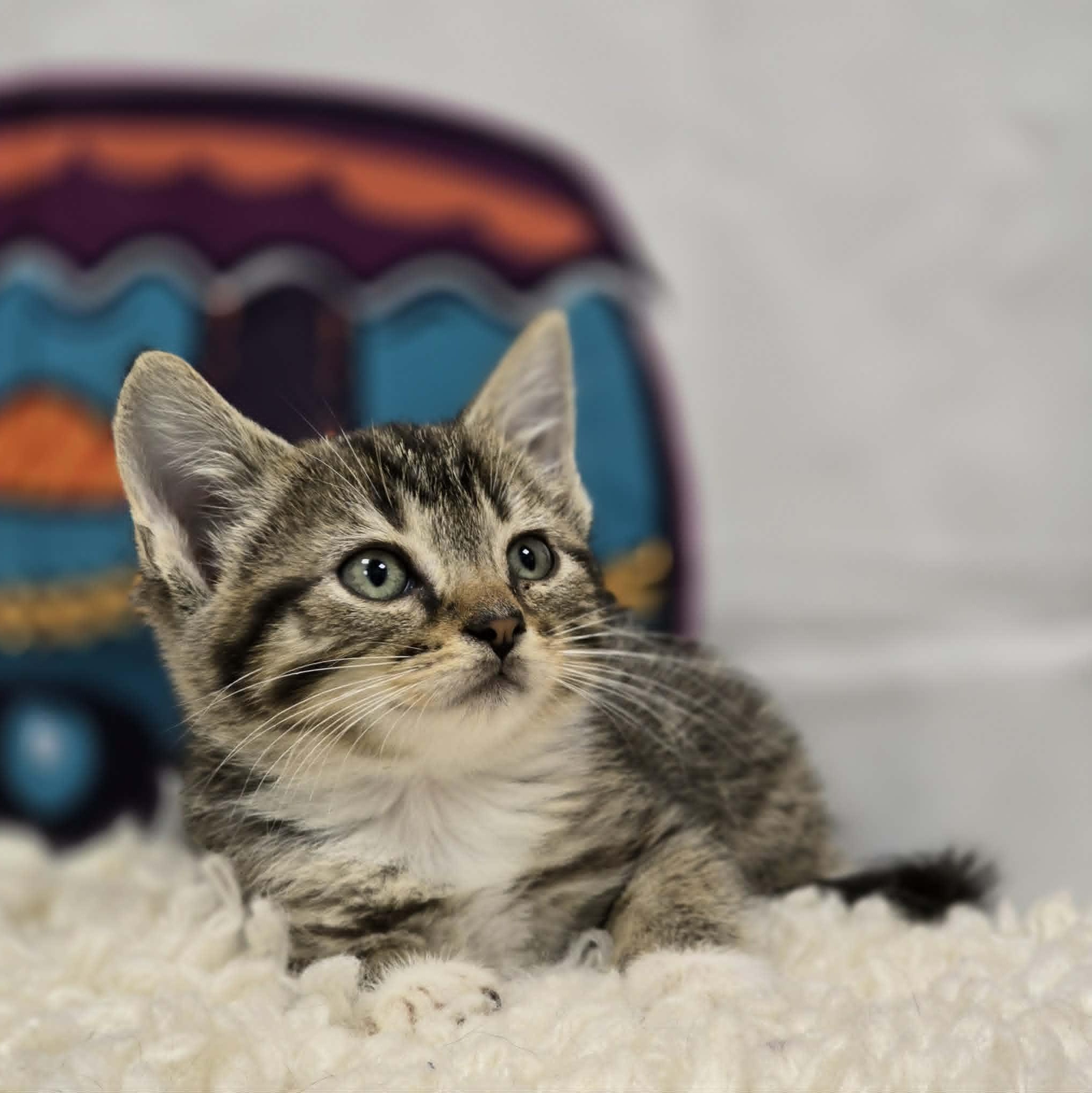 Rainier, Adoptable, Young Female Domestic Short Hair.