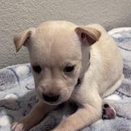 Simone — thumbnail 5